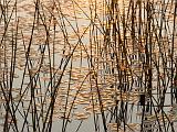 Africa 010 : Africa, Botswana, Morning Glow, Nature, Okavango, Reflection, Vumbura Plains, Water Grass